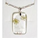 Cvetlična ogrlica - Semena regradove lučke, zdravilni koren